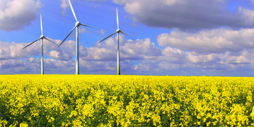 Rapeseed field with wind turbines